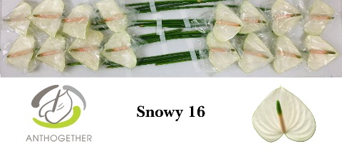 Anthurium Snowy