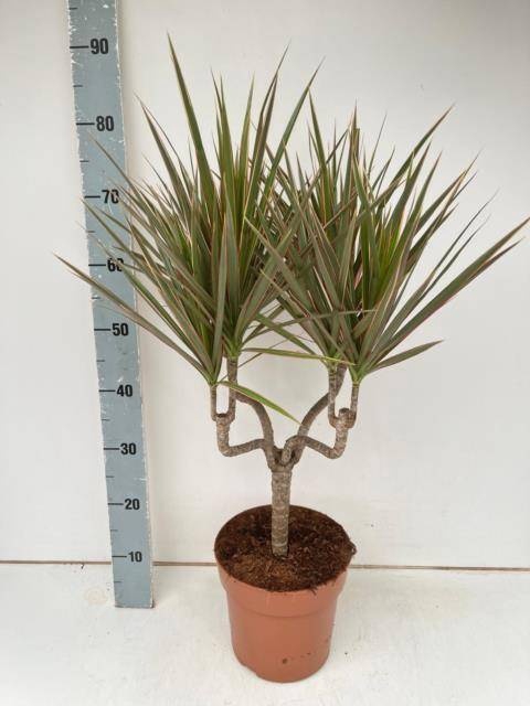 <h4>DRA MARG BICOLOR</h4>