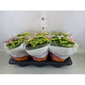 Kalanchoe blos. 'RosDon Dione'