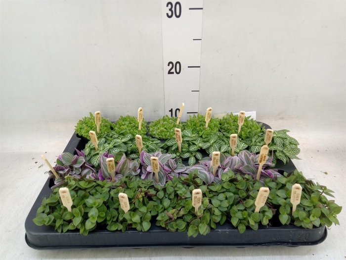 <h4>Planten ..mix</h4>