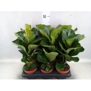 Ficus lyrata 'Bambino'