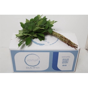 Salal Tips X25 Ventium (p. Bos)