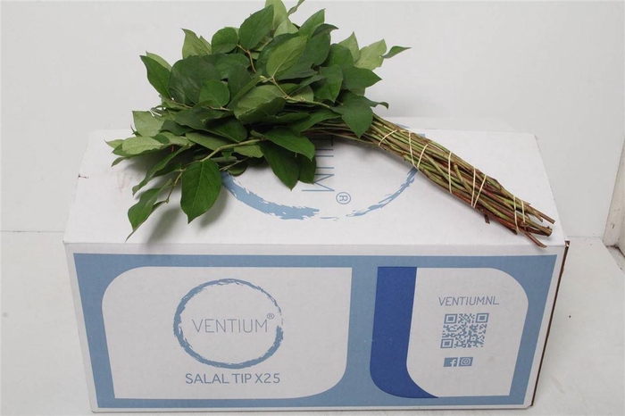 <h4>Salal Tips X25 Ventium (p. Bos)</h4>