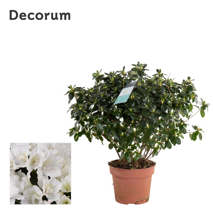 <h4>Azalea 17 cm Wit - Decorum</h4>