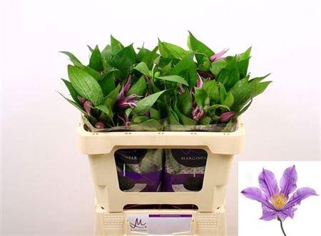 <h4>Clem Amazing London 1+,(TZ),MPS A,(10)</h4>