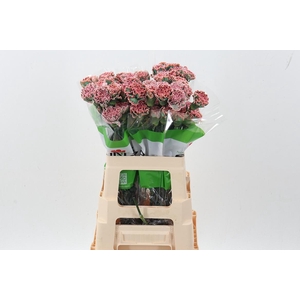 Di St Tinted Pink Hortensia