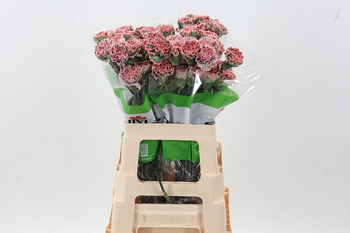<h4>Di St Tinted Pink Hortensia</h4>