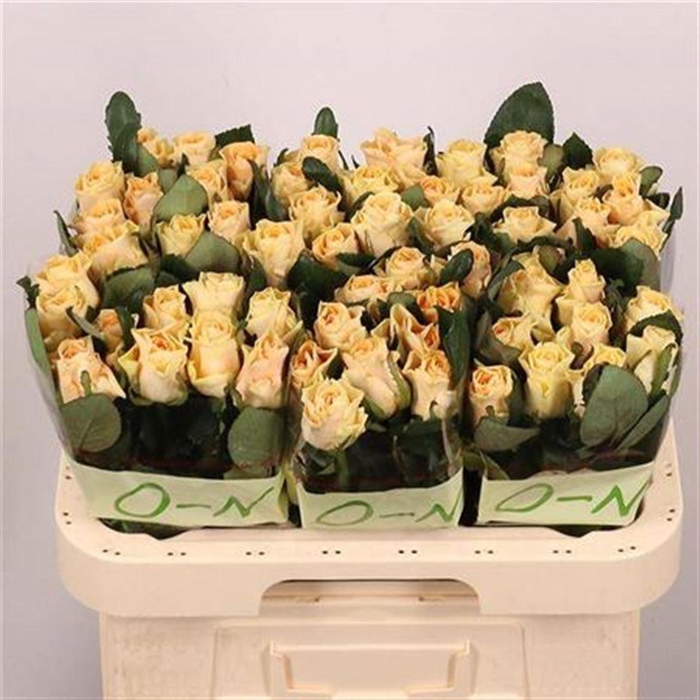 <h4>R Gr Peach Tacazzi+</h4>