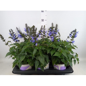 Salvia  'Salgoon Lake Como'
