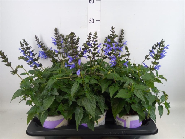 <h4>Salvia  'Salgoon Lake Como'</h4>