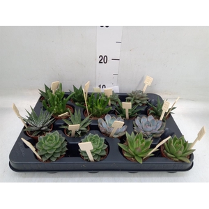 Succulents   ...mix 4