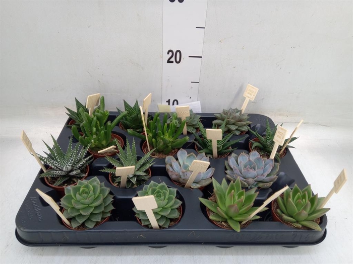<h4>Succulents   ...mix 4</h4>
