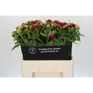 Paeonia Etched Salmon