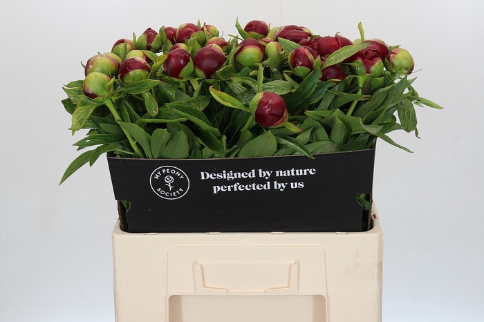 Paeonia Etched Salmon