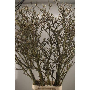 Magnolia Grandiflora