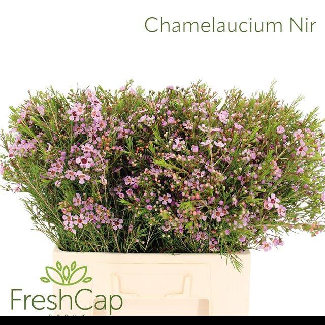 <h4>CHAME UN EARLY NIR</h4>