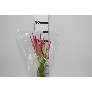 HELICONIA SASSY 070 CM