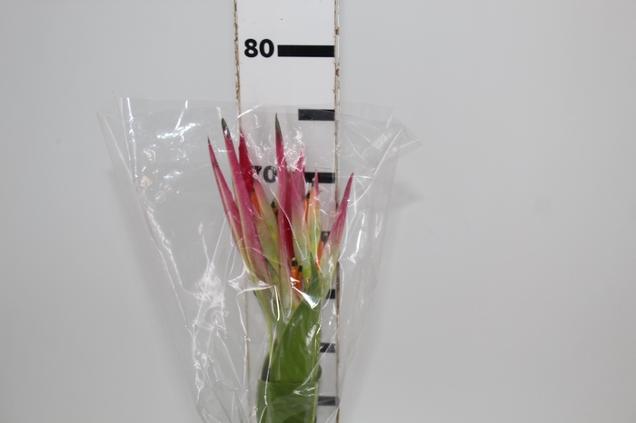 <h4>HELICONIA SASSY 070 CM</h4>
