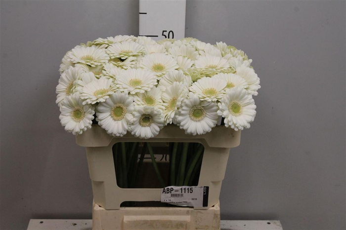 <h4>Ge Mi Albino</h4>