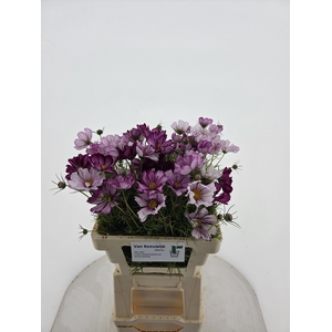 COSMOS BIPINNATUS PICOTEE