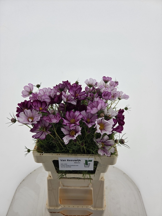 <h4>COSMOS BIPINNATUS PICOTEE</h4>