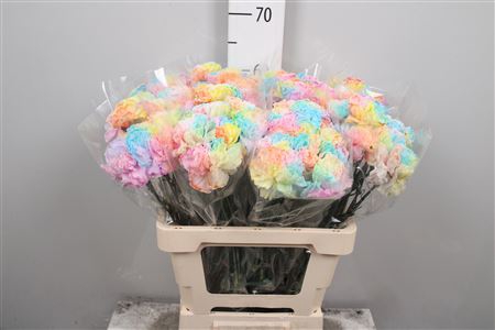 <h4>Di Rainbow Pastel</h4>