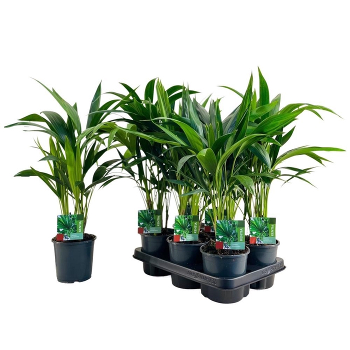 <h4>HOWEA FORSTERIANA</h4>
