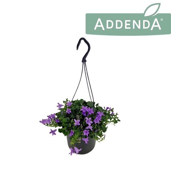 <h4>Campanula Ambella Lavender 15 cm Hangpot</h4>