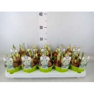 Narcissus DU 'Bridal Crown'