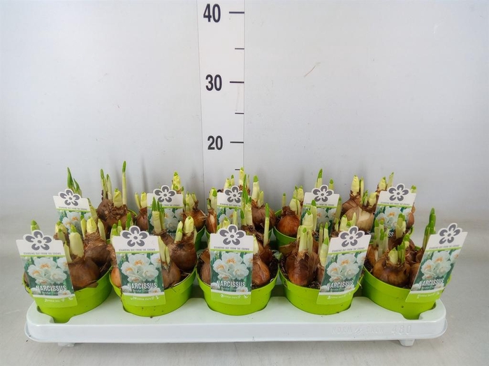 <h4>Narcissus DU 'Bridal Crown'</h4>