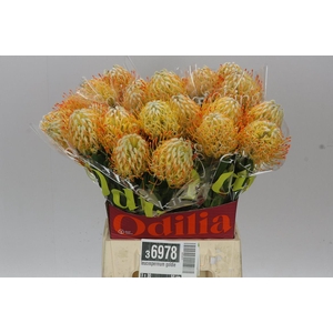 Leucospermum Goldie