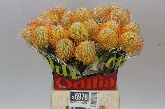 <h4>Leucospermum Goldie</h4>