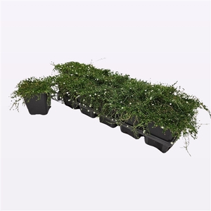 Sagina Subulata 'Supreme'