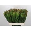 Leucadendron Goldstrike