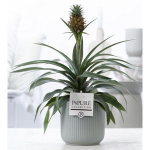 Ananas Rosita in P&PURE Sophie ceramics green