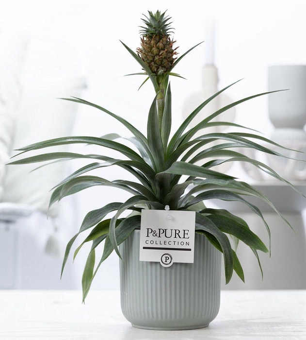 <h4>Ananas Rosita in P&PURE Sophie ceramics green</h4>