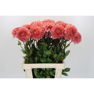 Dahlia Romance