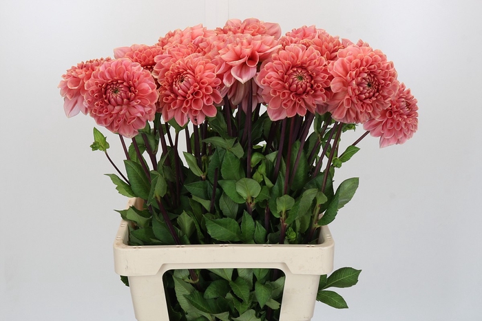 <h4>Dahlia Romance</h4>
