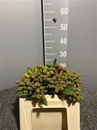 <h4>Rubus F Merton Thornless</h4>