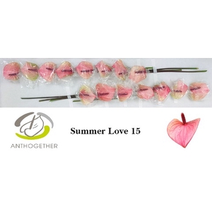 Anthurium Summer Love