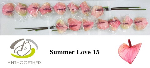 <h4>Anthurium Summer Love</h4>