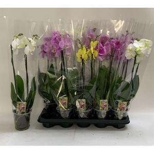 PHAL GEM
