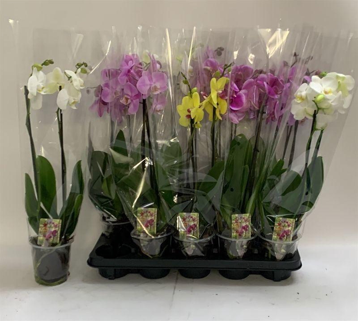 <h4>PHAL GEM</h4>