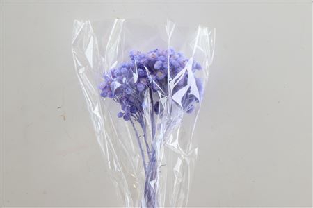 <h4>Dried Immortelle Lavender Slv</h4>