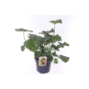 Alcea rosea Chart. Double Yellow