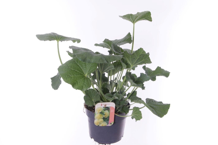 <h4>Alcea rosea Chart. Double Yellow</h4>