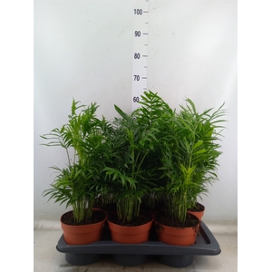 Chamaedorea elegans