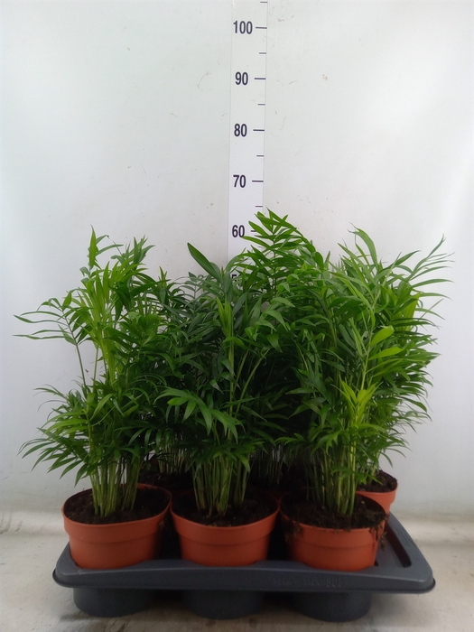 <h4>Chamaedorea elegans</h4>