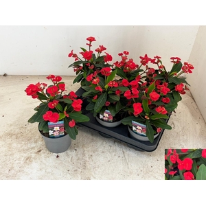 EUPHOR MI MAXI OLYMP