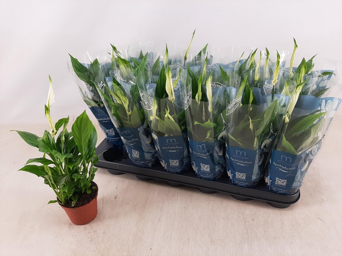 <h4>SPATH CHOPIN</h4>